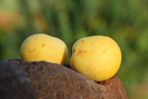 Marula Oil | Why do you need Marula oil for your skin?